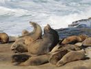 PICTURES/La Jolla Cove - Seals & Sea Lions/t_IMG_8756.JPG